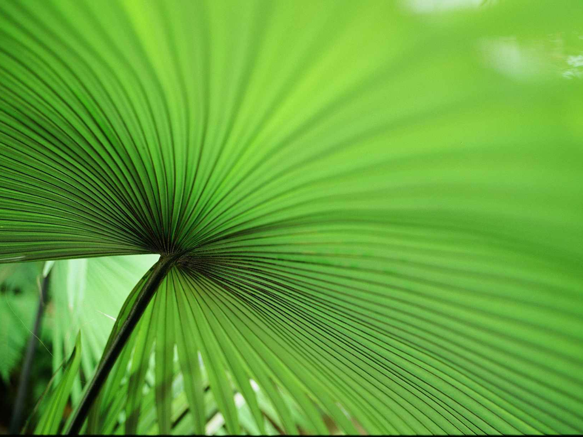 Close-up of a green fan palm leaf with radiating leaflets and a central stem, photographed outdoors with soft natural light.