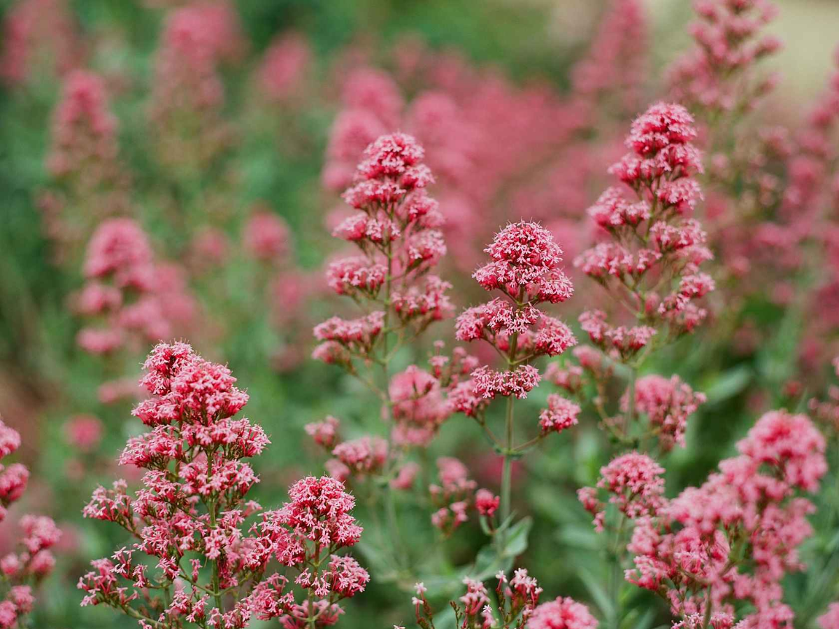 Close-up of pink flowering plants with small clustered blooms and green foliage in a natural outdoor setting.
