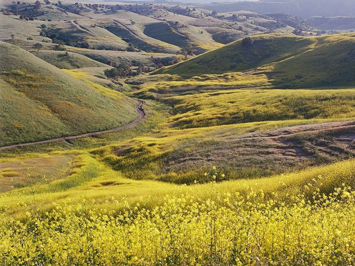 Rolling green and yellow hills under warm sunlight, with a narrow road winding through the landscape and bright yellow wildflowers in the foreground.