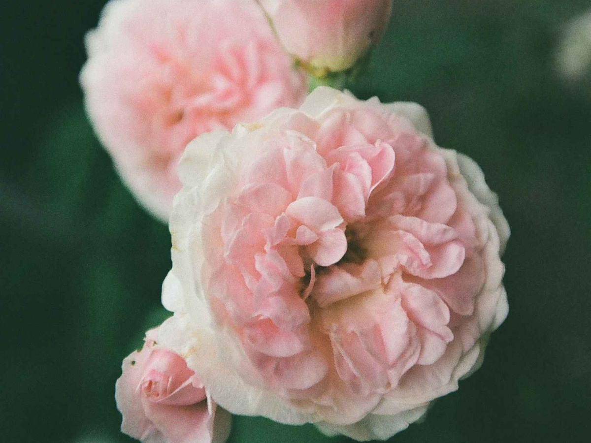 A close-up photograph of a light pink peony flower with layered ruffled petals, accompanied by buds, set against a soft, dark green blurred background.