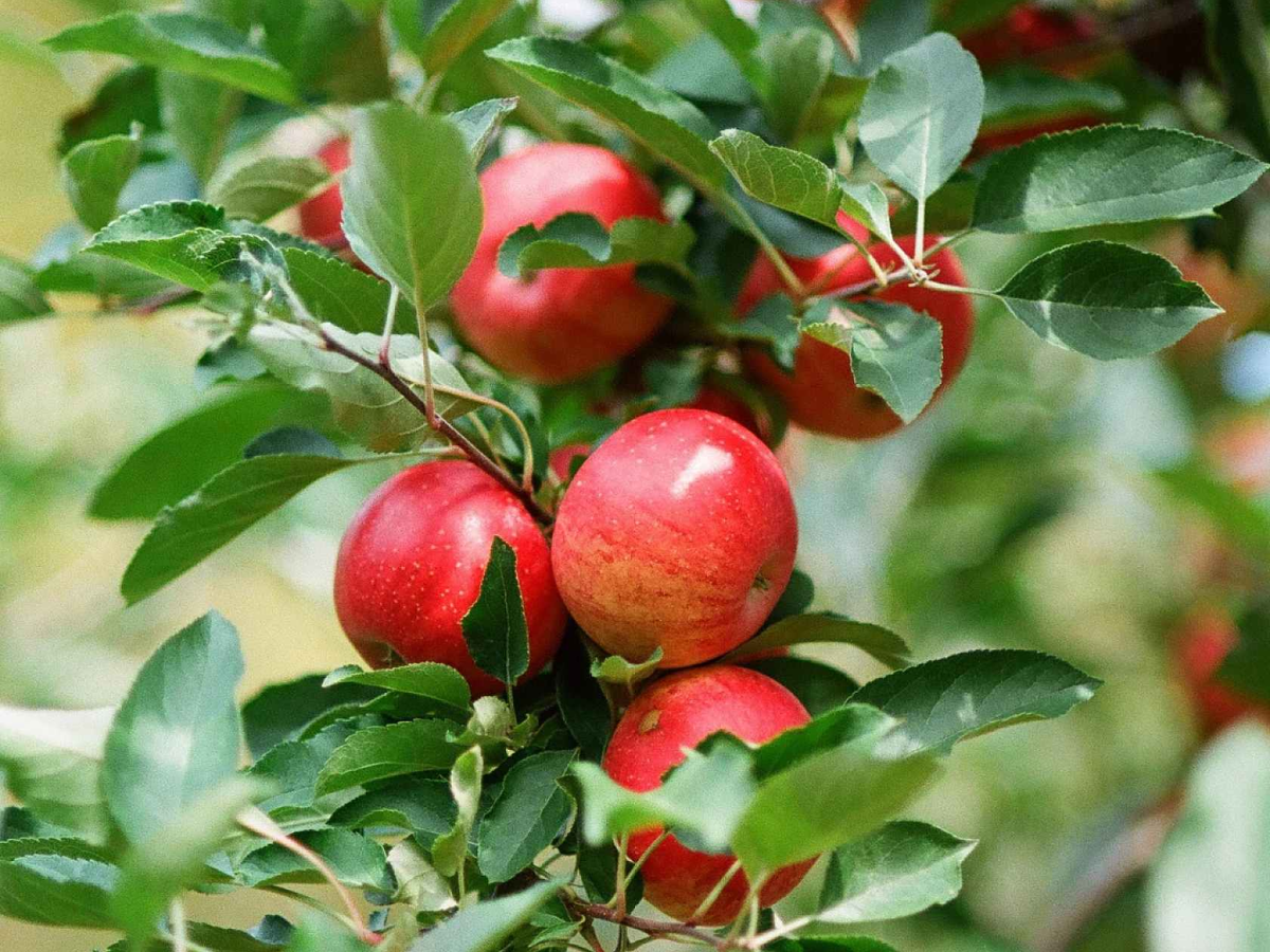 Red apples growing on a leafy tree branch in a natural outdoor setting.