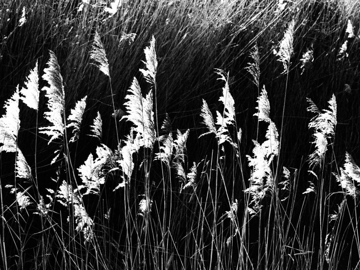 Black and white photo of tall grasses swaying in the wind.