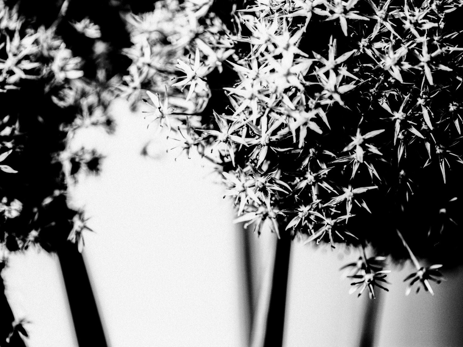 FPP Sonic 25 - 35mm Film - Heather Hughes - Sample Image 4