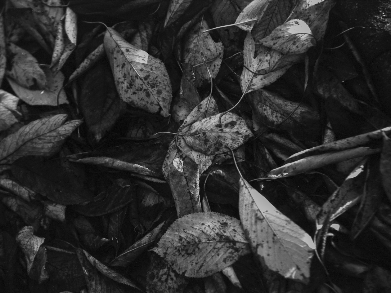 Close-up of dark leaves with a black and white filter.