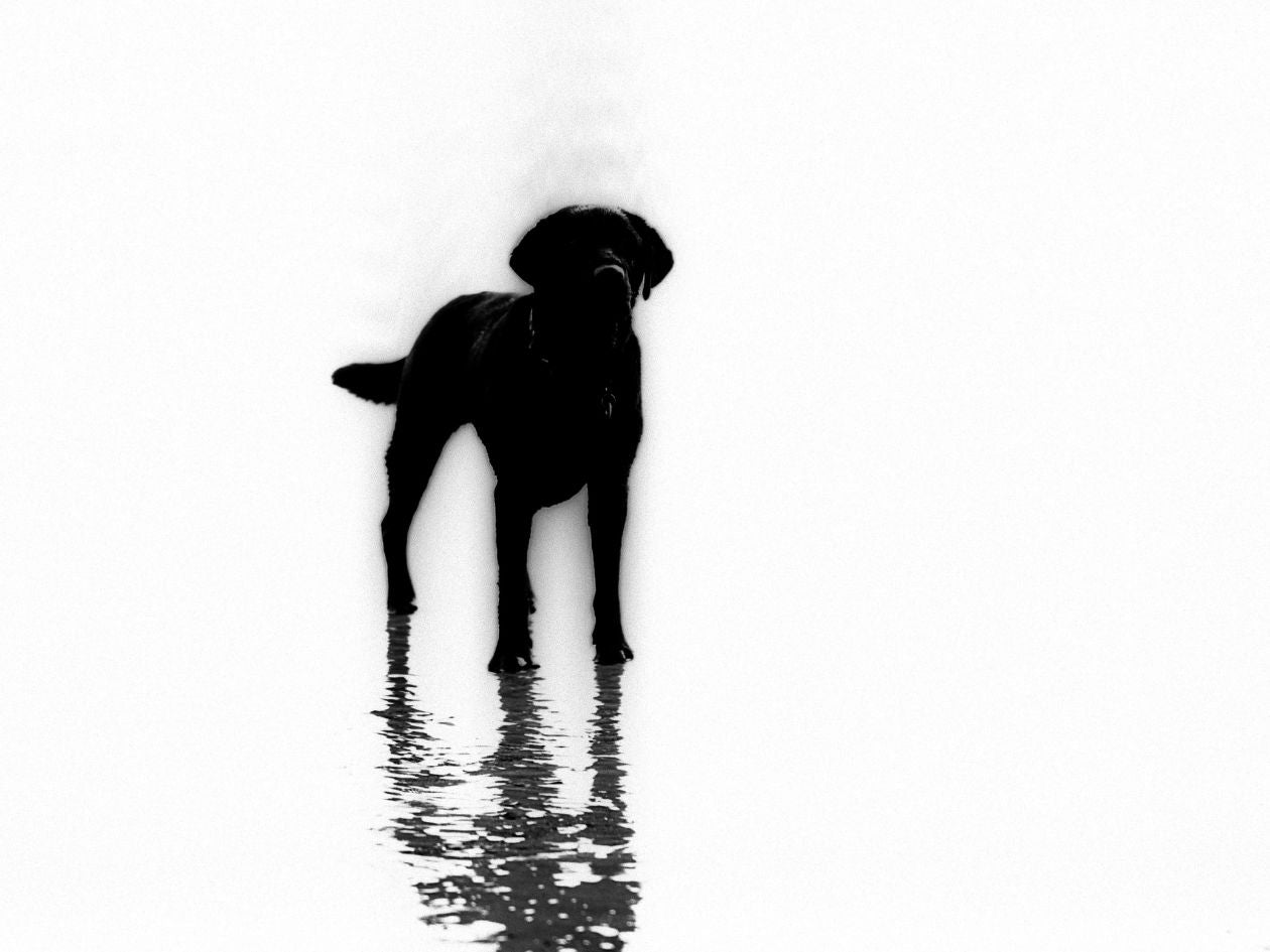 Black dog silhouette standing in water on a white background.