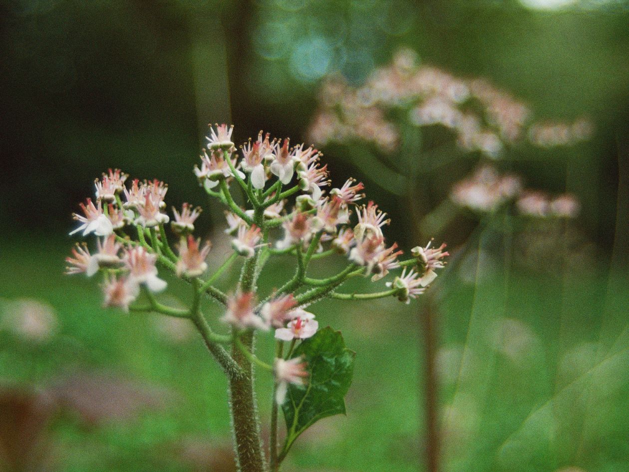 Flic Film Aurora 800 - 35mm Film - Sample Image 8 - Corrine Gretton-West