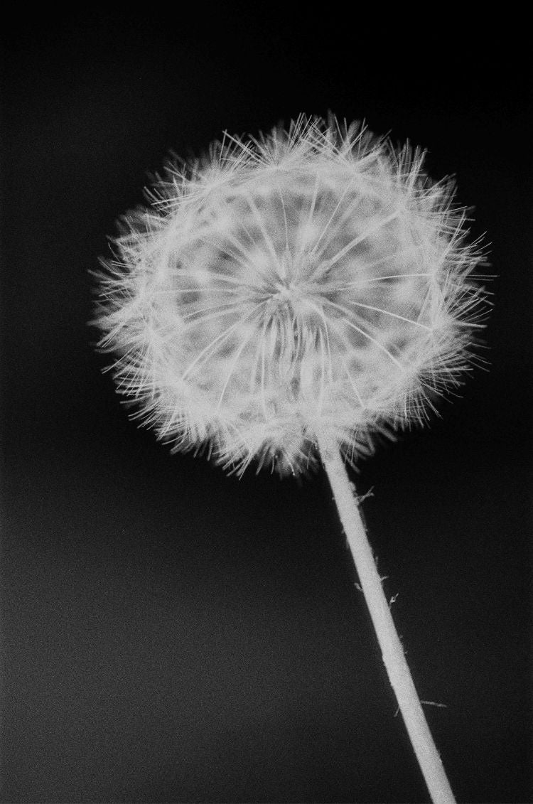 A delicate dandelion seed head photographed in crisp detail against a deep black background.