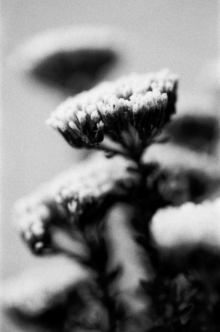 A close-up of a textured flower cluster in soft focus, rendered in high-contrast black and white.