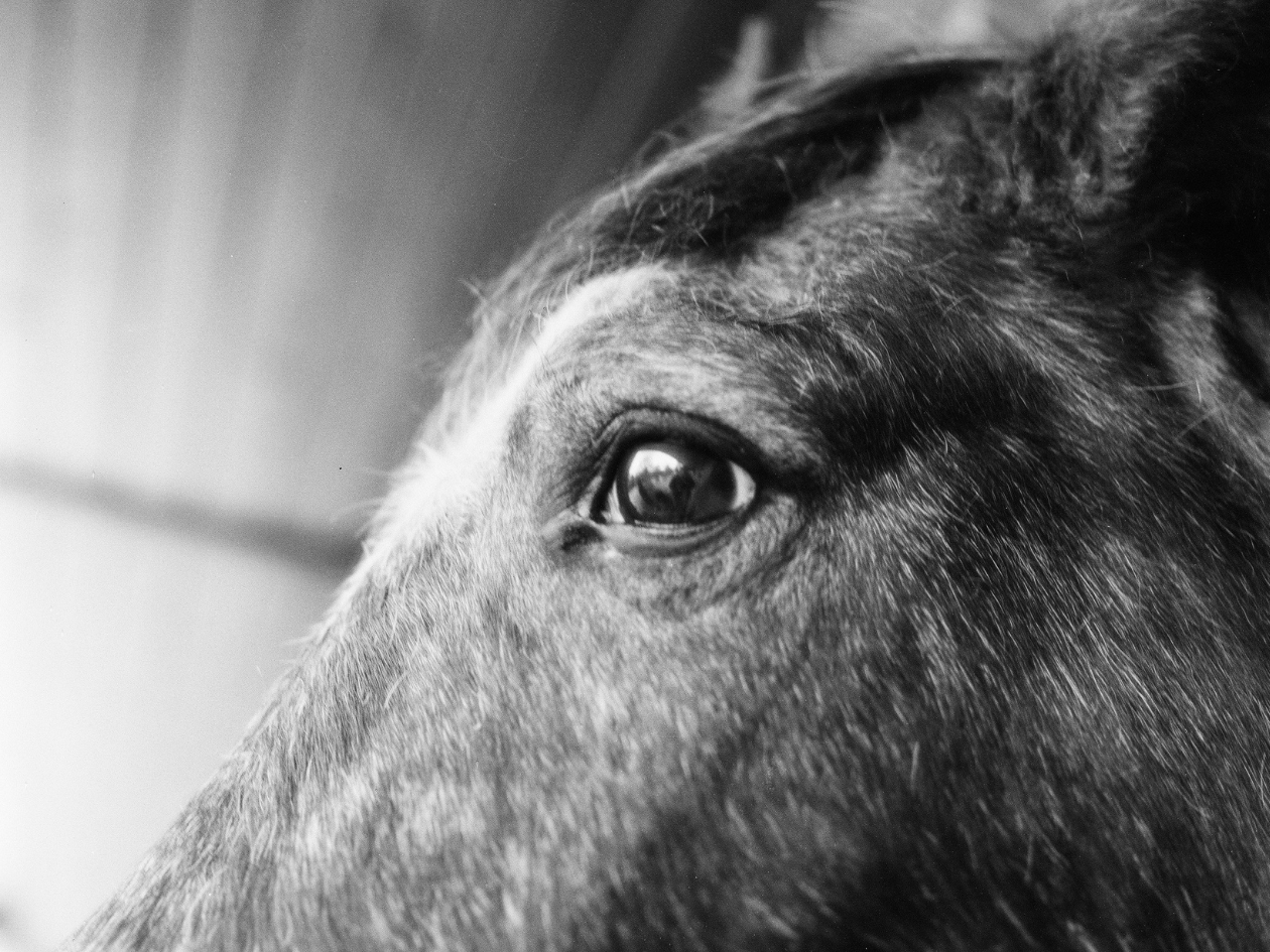 Foma Ortho 400 120 Film Analogue Wonderland - Main Image