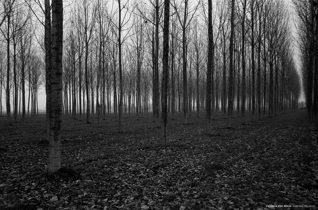 Ferrania P33 - 35mm Film - sample photo of forest