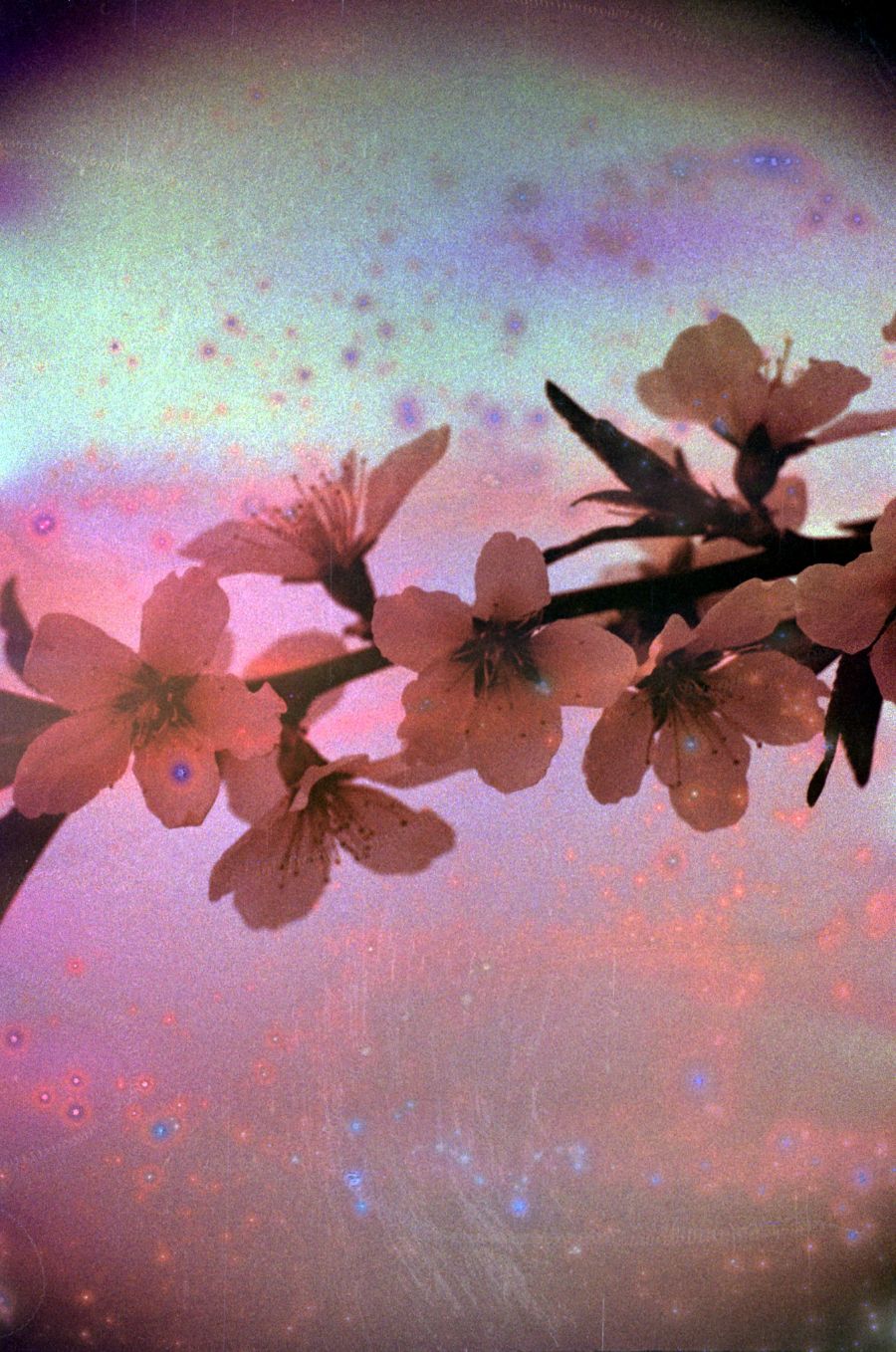 Hanalogital Fluorite - 35mm Film - Sample Image 4