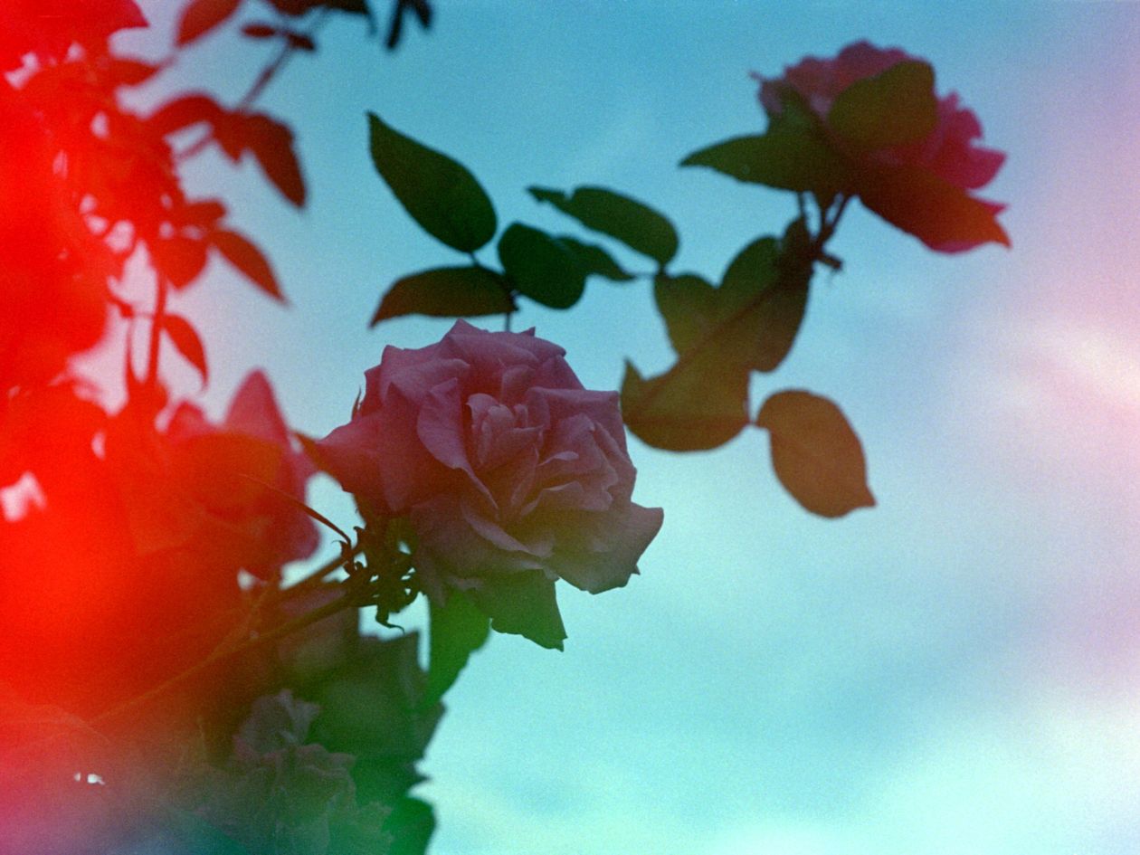 Hanalogital Prism - 35mm Film - Sample Image 5