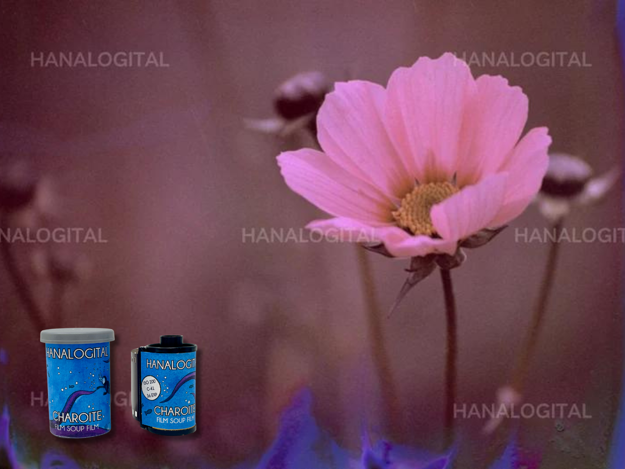 Hanalogital 35mm Souped Film Bundle