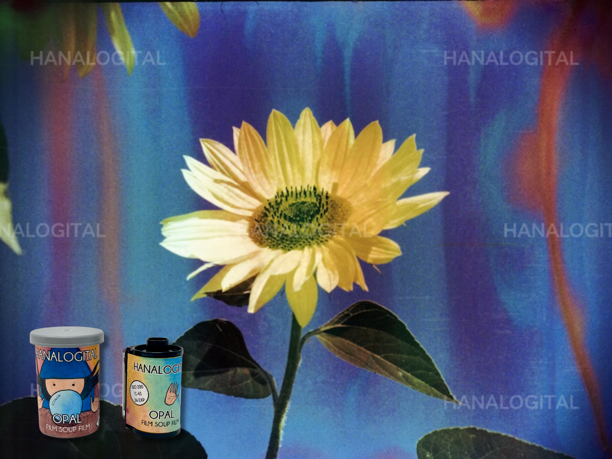 Hanalogital 35mm Souped Film Bundle