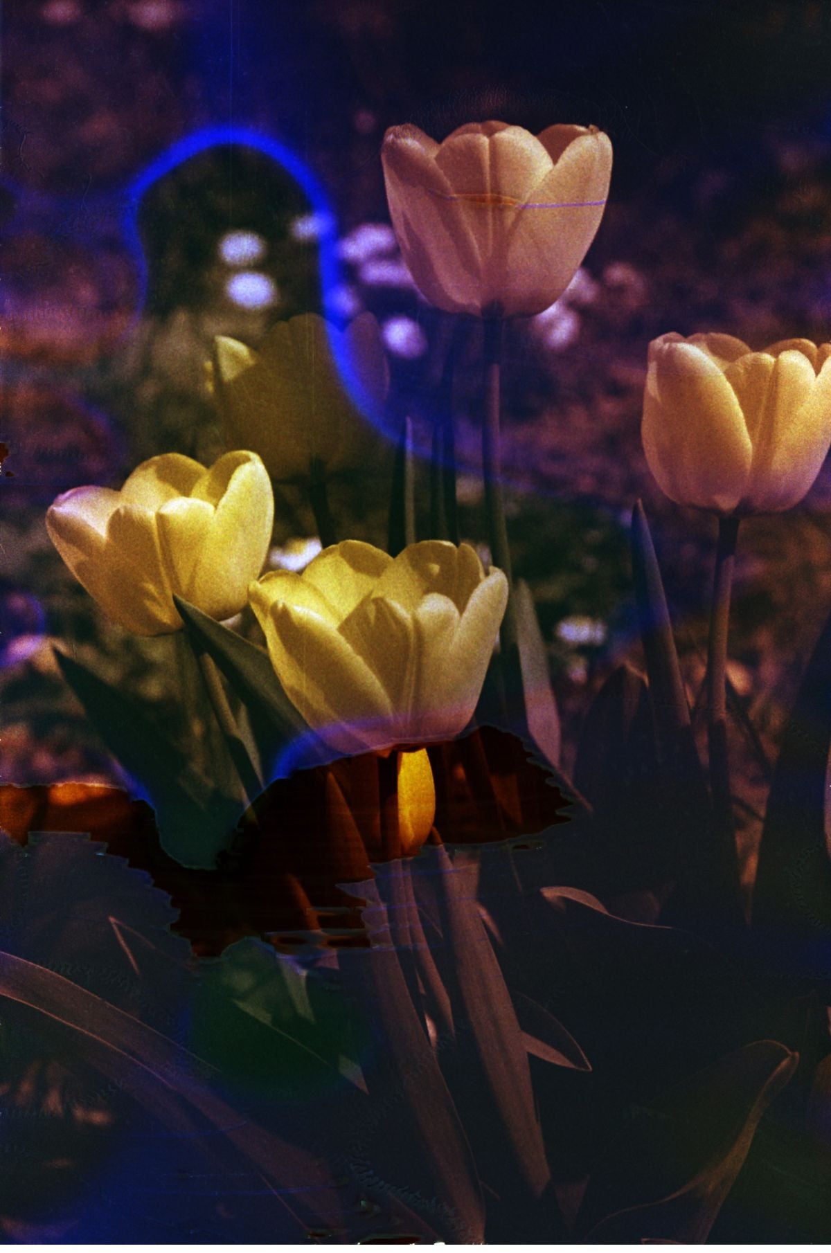 Hanalogital Spring '25 (Souped Film) - 35mm Film