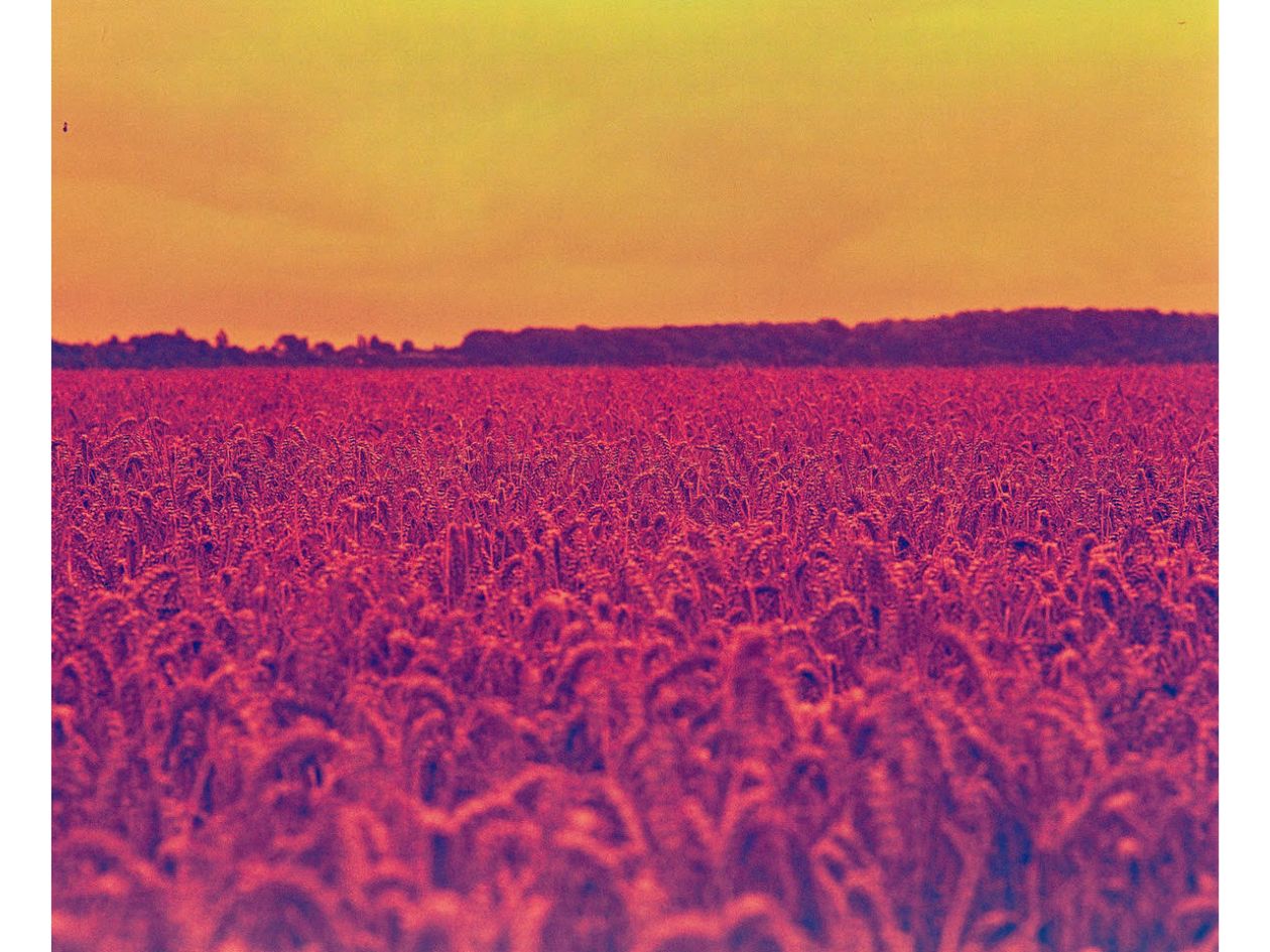 A vast wheat field under a vivid orange sky, with surreal red and purple tones creating a dreamlike atmosphere.