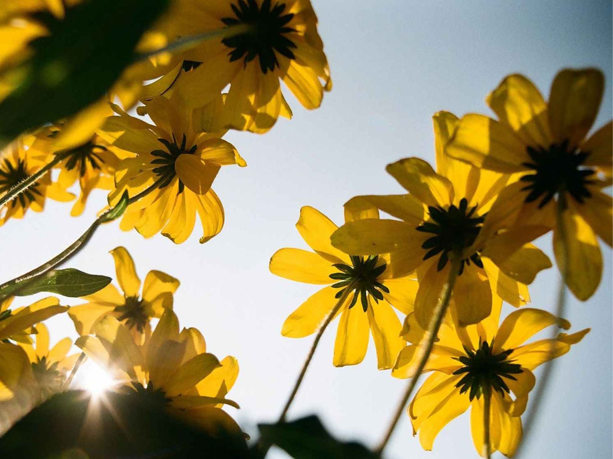 Yellow flowers with a sunlit background, taken on KODACOLOR 100 35mm film