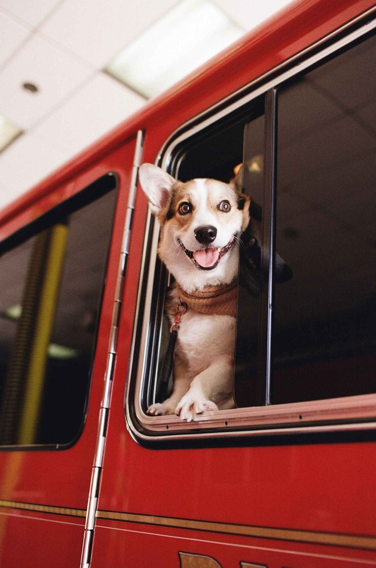 Dog sticking its head out of a red vehicle window.