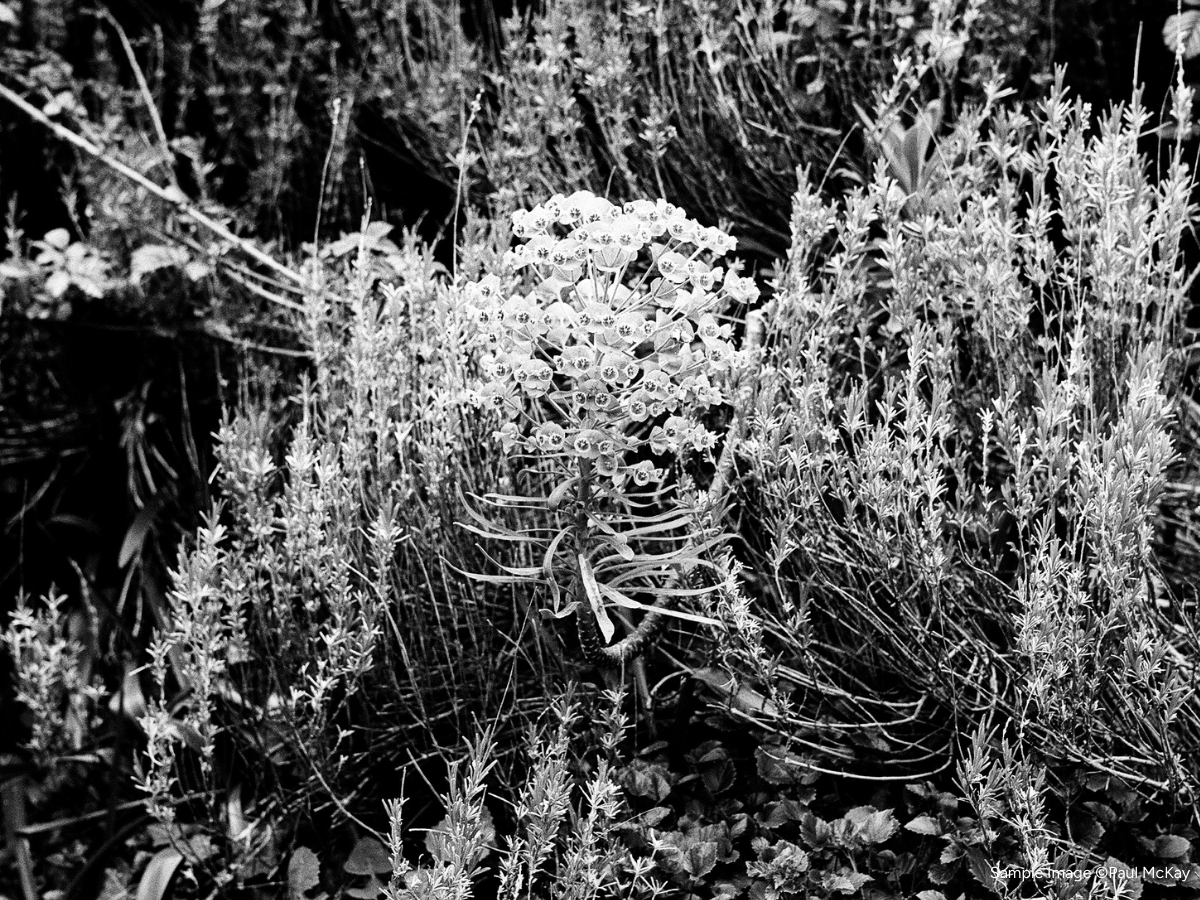 Black and white photo of a plant with a ribbed texture