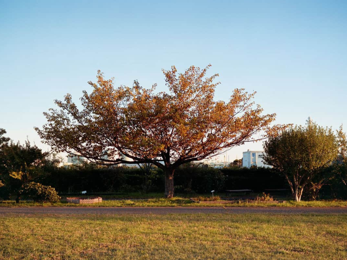 Tree with autumn foliage in a park setting. (c) Sample Photos by @notmegapixels