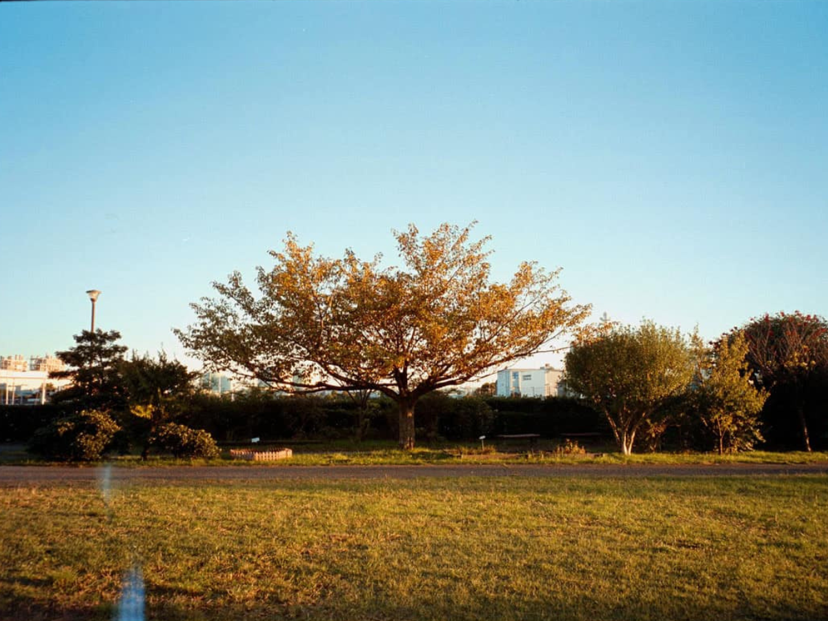 Tree in a park with clear blue sky. (c) Sample Photos by @notmegapixels