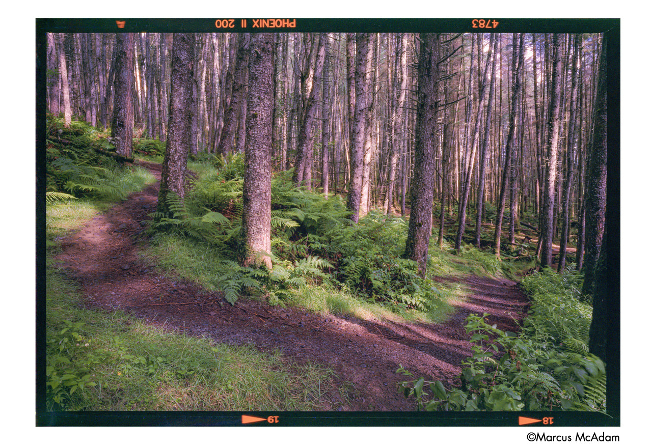 Winding dirt path through a forest with tall trees and green undergrowth- shot on Harman Phoenix II 120 film