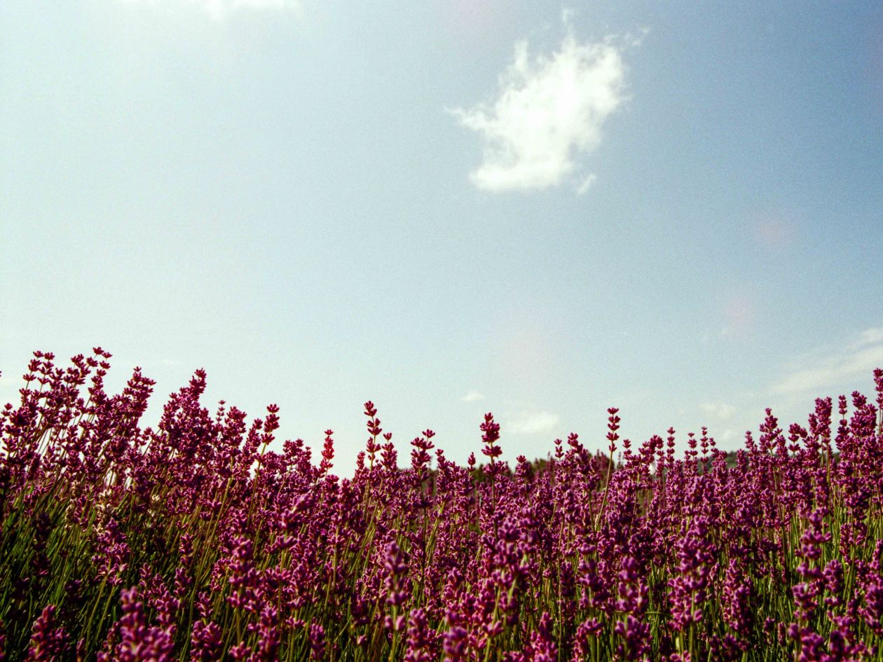 Mira 400 - 35mm Film - Sample Image 10