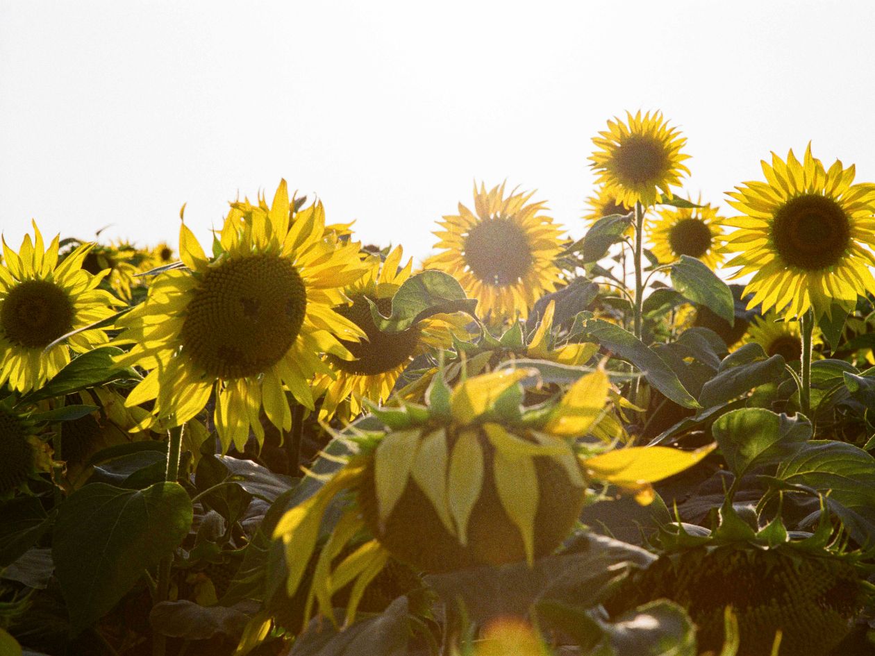 Mr Negative Same Same But Different 400 - 35mm Film - Sample Image 1 - Heather Hughes