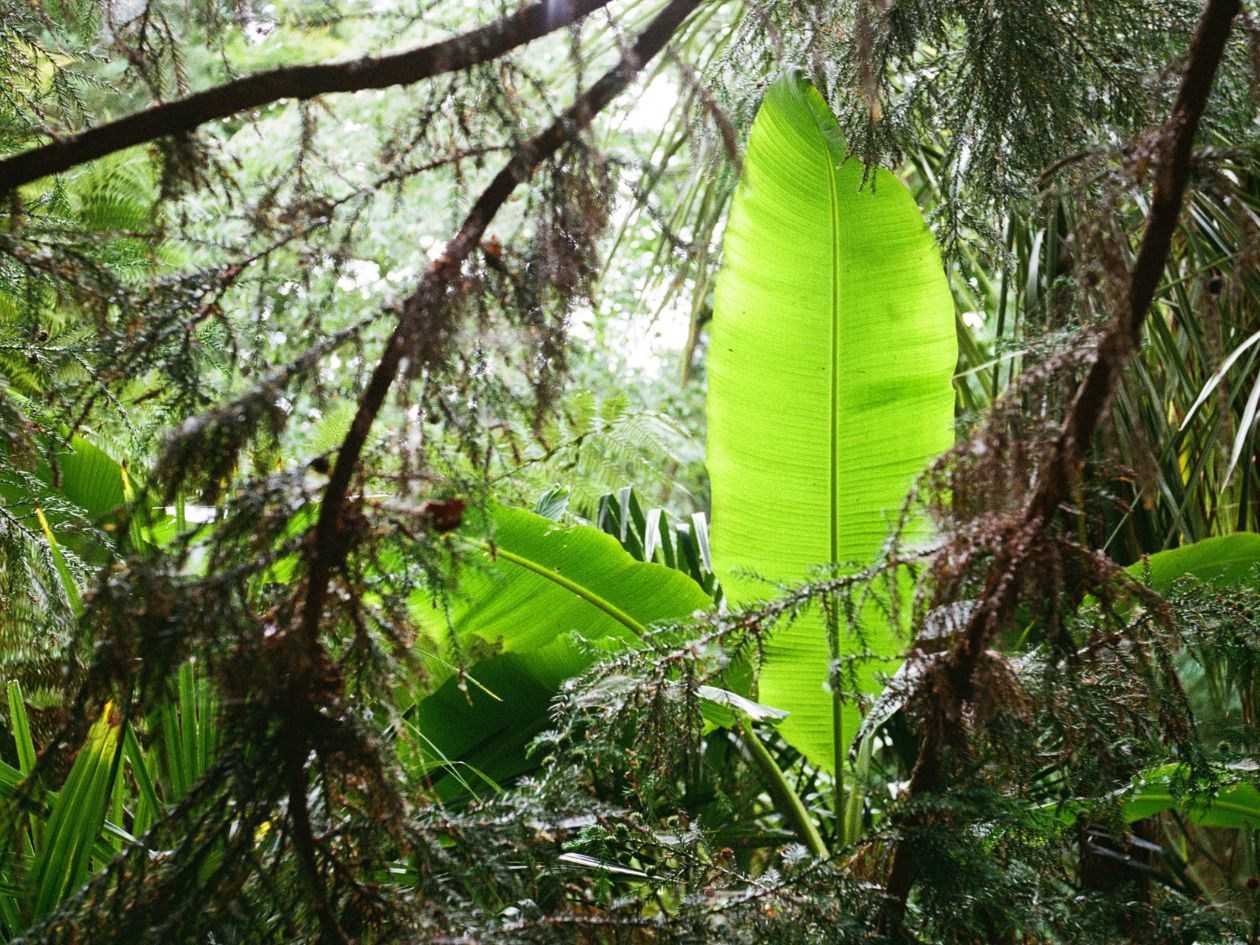 Mr Negative Same Same But Different 400 - 35mm Film - Sample Image 5 - Tom Warland