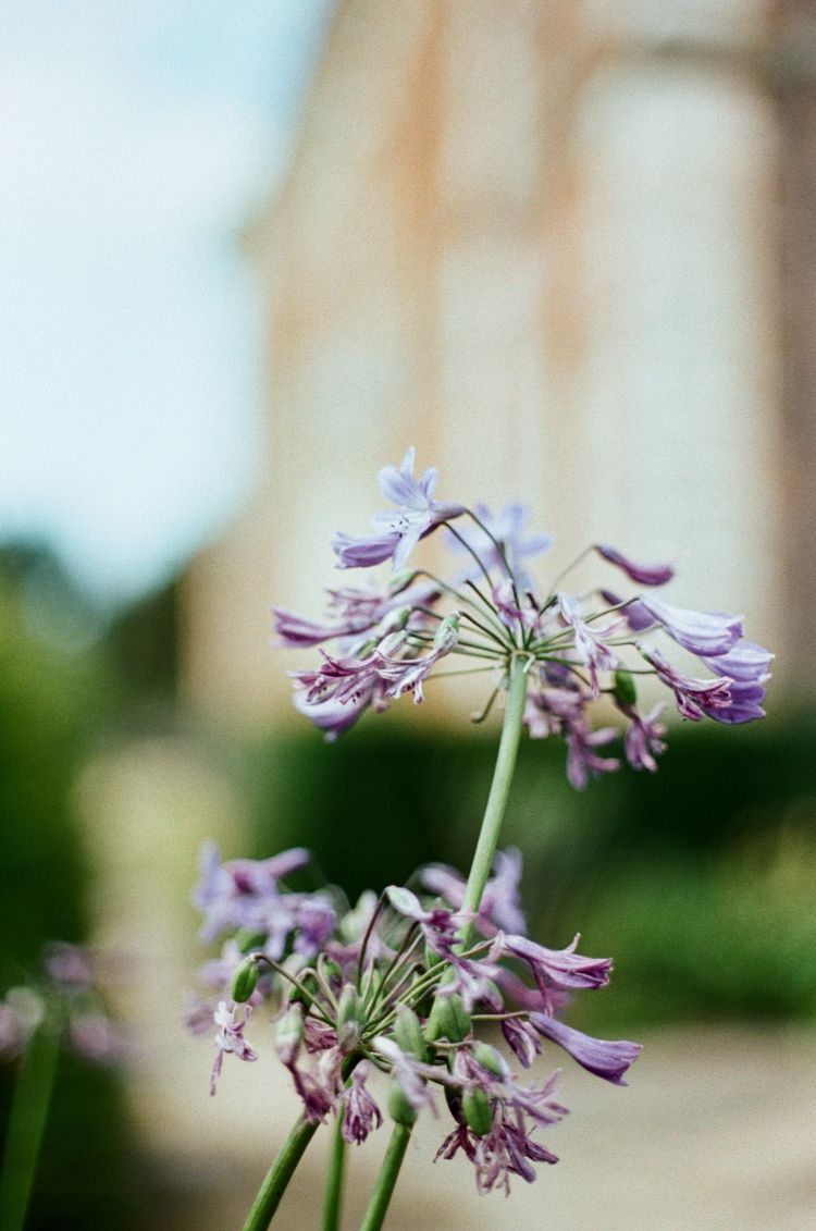 Close-up of purple flowers with a blurred background. Taken on Mr Negative Secret Sauce 35mm Film by Gary Smith.