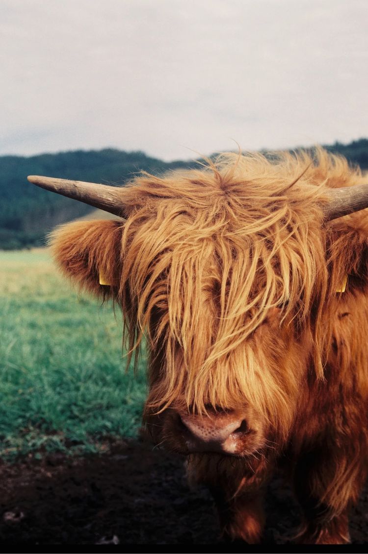 Close-up of a highland cow with long hair and horns in a field.