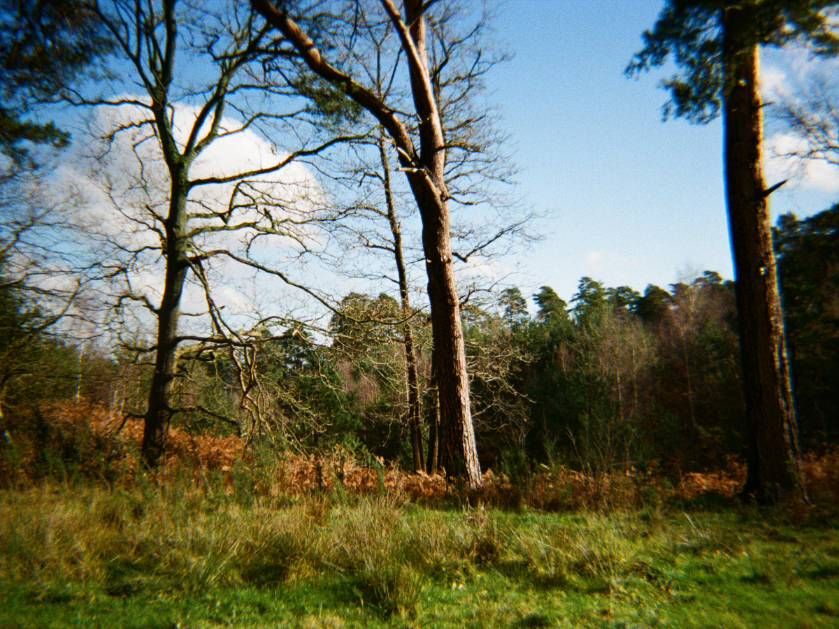 Wooded area with trees and grass under a blue sky  - shot on PURE 35 film camera