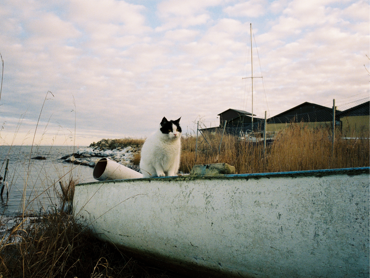 Cat sitting on a boat near a body of water with houses in the background