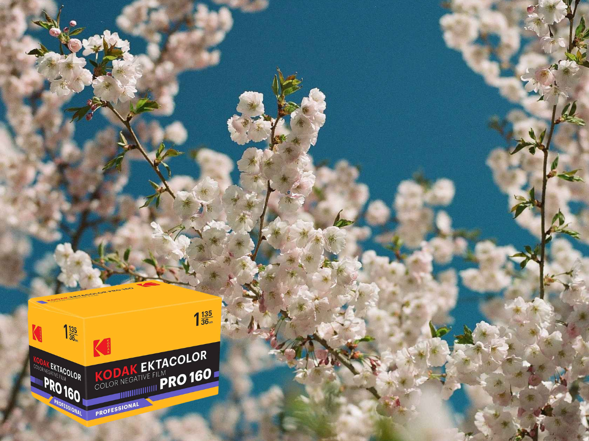 Kodak Ektacolor Pro 160 film box with cherry blossoms in the background