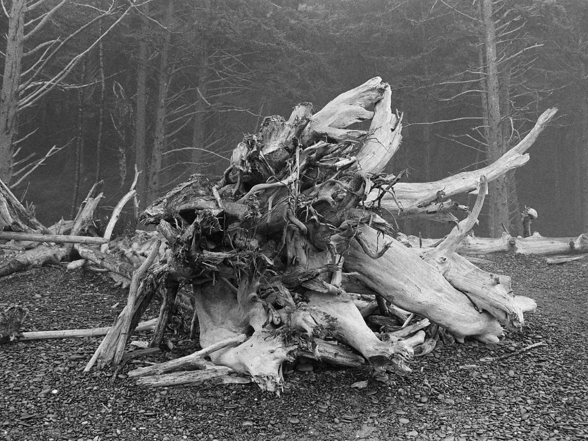 Stack of driftwood on a forest floor