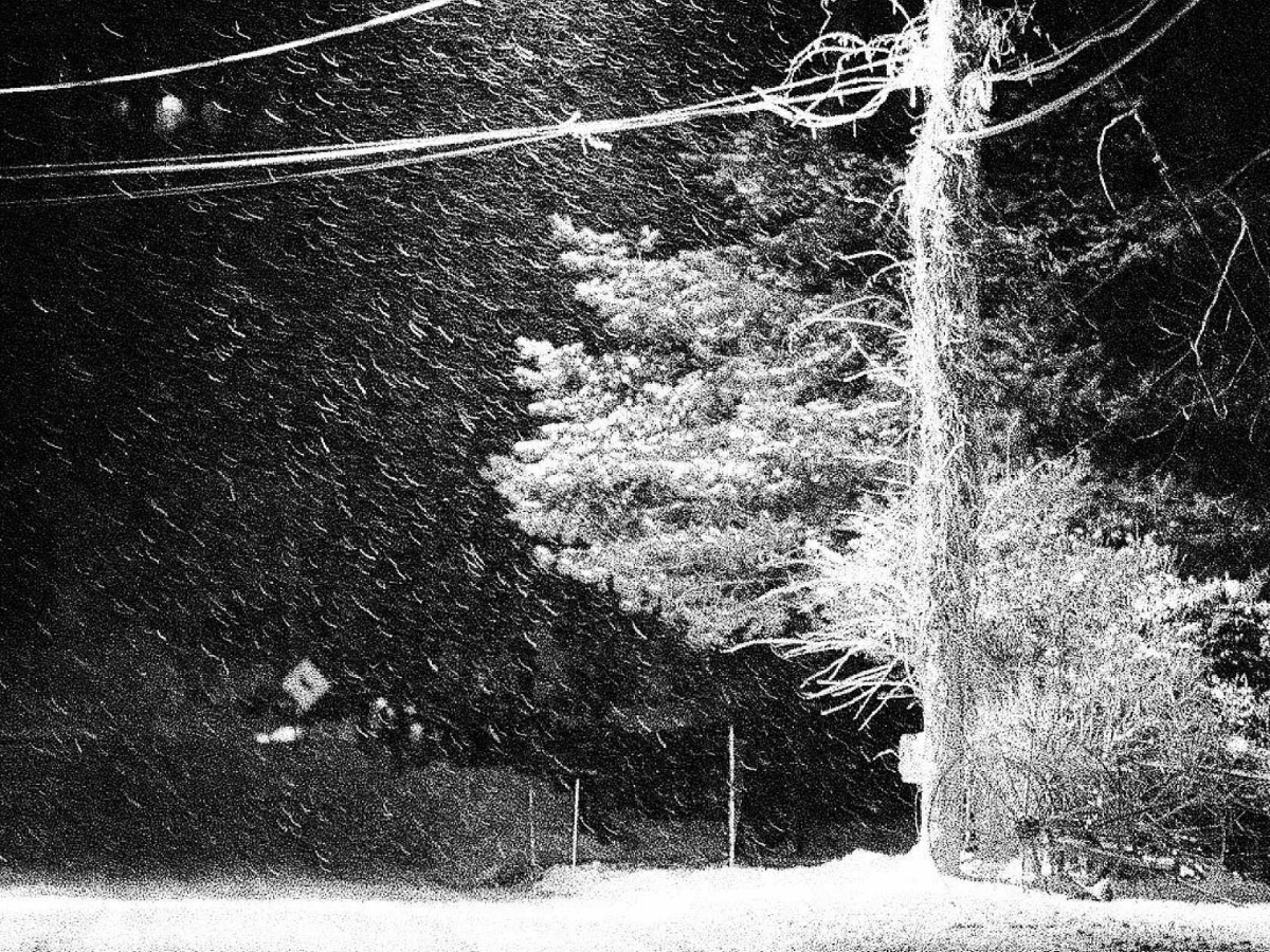 Snowfall at night with trees and power lines in the foreground