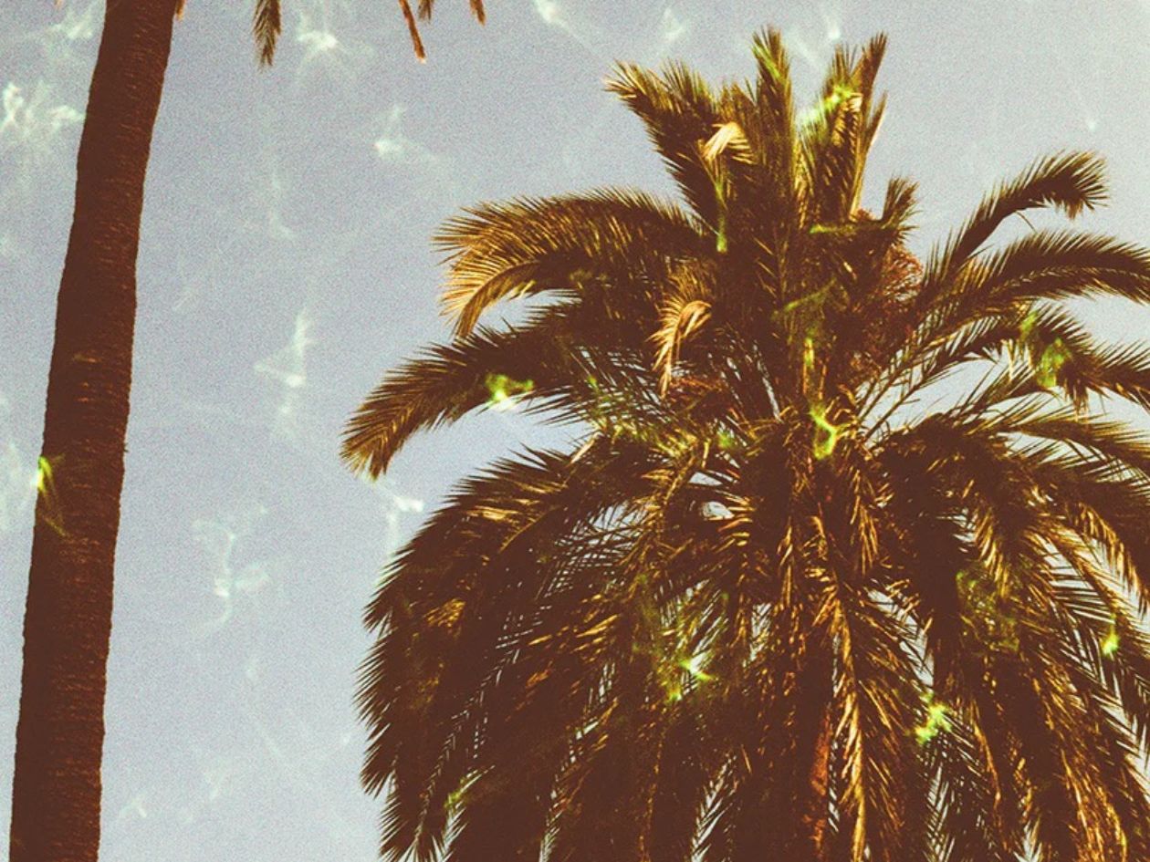 Palm trees against a light blue sky with a subtle gemstone green effects across the frame.