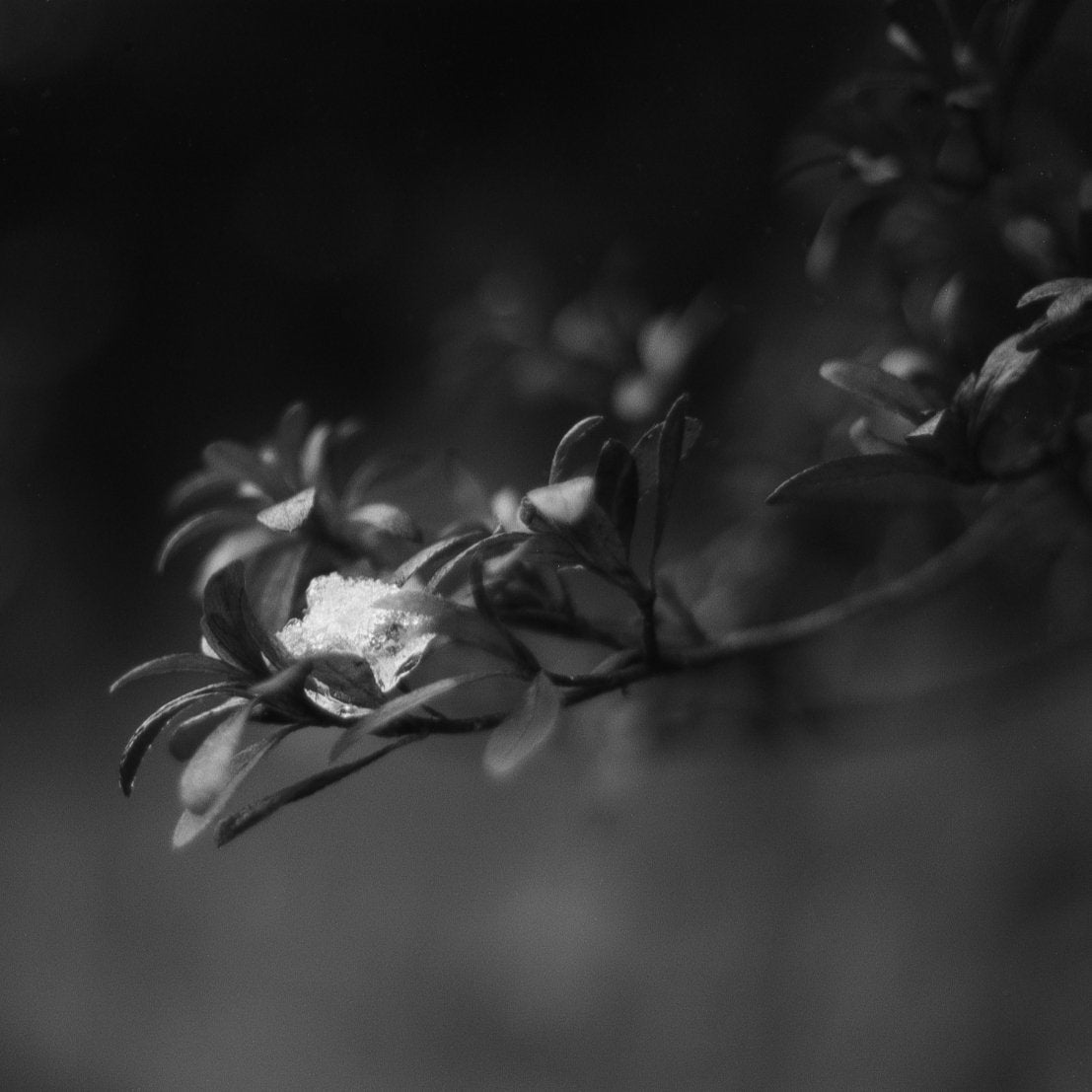 FPP Fine Grain Six 35mm Film Analogue Wonderland