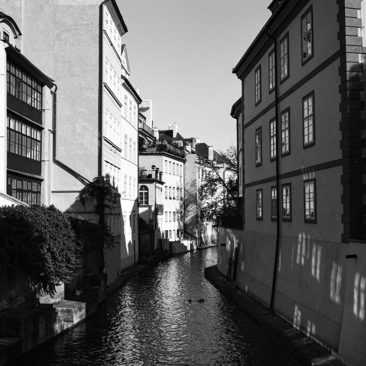 Ilford Ortho Plus 80 - 35mm Film - Analogue Wonderland