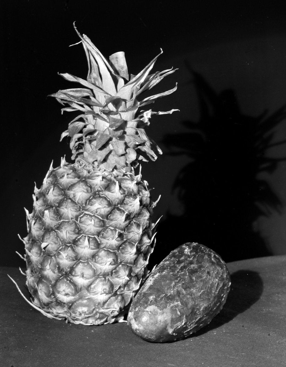 Kodak T-MAX 100 4x5 Large Format Film Analogue Wonderland